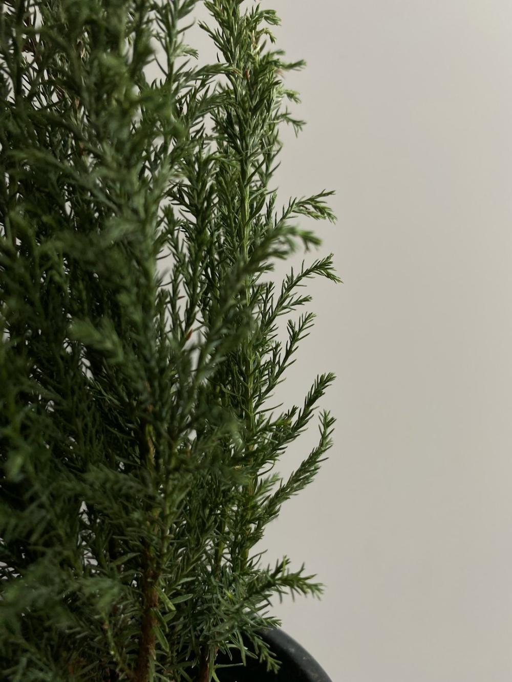 Hold din Have Flot med den Bedste Hækkeklipper!